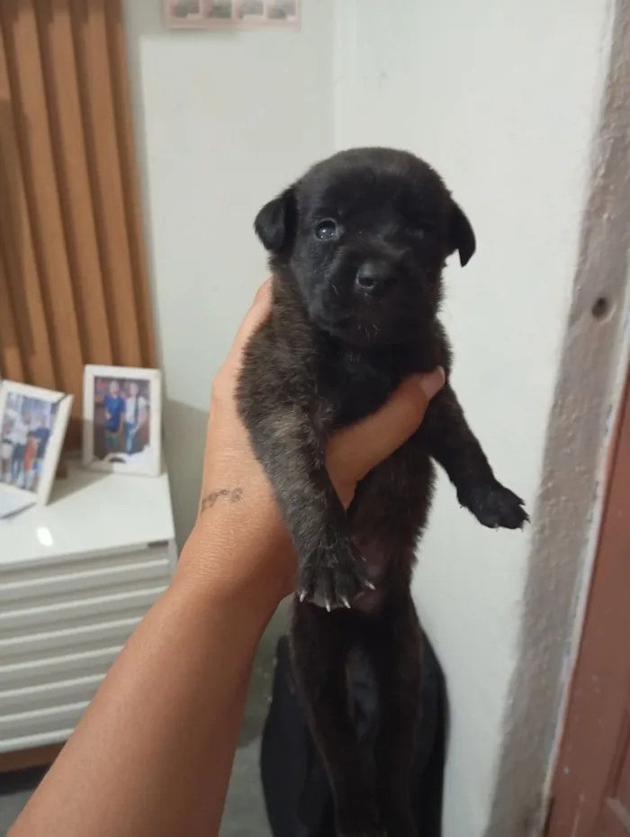 Cachorro raça SRD-ViraLata idade Abaixo de 2 meses nome Daniela 