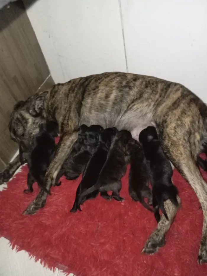 Cachorro raça SRD-ViraLata idade Abaixo de 2 meses nome Daniela 