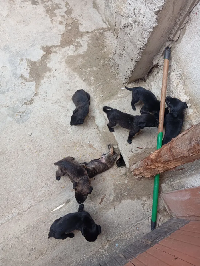 Cachorro raça SRD-ViraLata idade Abaixo de 2 meses nome Daniela 