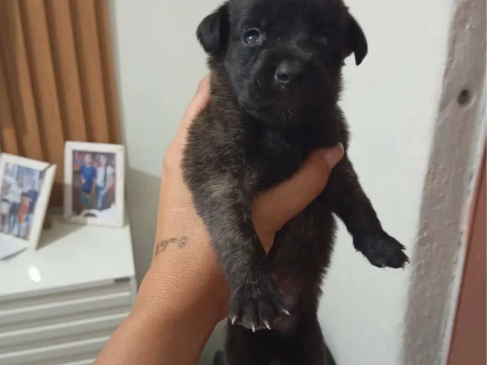 Cachorro raça SRD-ViraLata idade Abaixo de 2 meses nome Daniela 