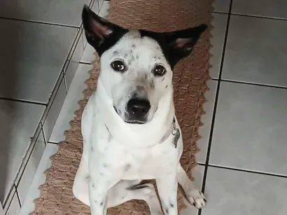 Cachorro raça SRD-ViraLata idade 2 anos nome Lessy