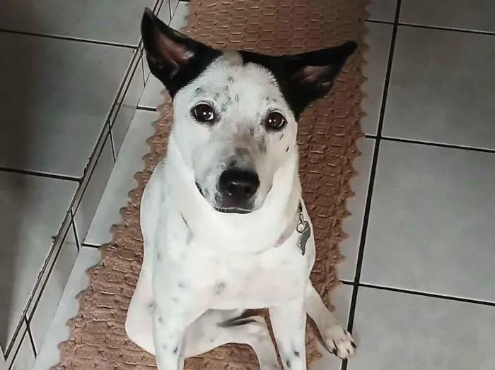 Cachorro raça SRD-ViraLata idade 2 anos nome Lessy