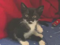 Gato raça SRD-ViraLata idade Abaixo de 2 meses nome Pretinha