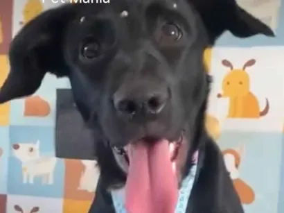 Cachorro raça SRD-ViraLata idade 1 ano nome cacau