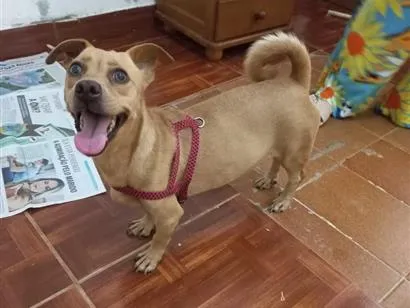 Cachorro raça SRD-ViraLata idade 1 ano nome Mel 