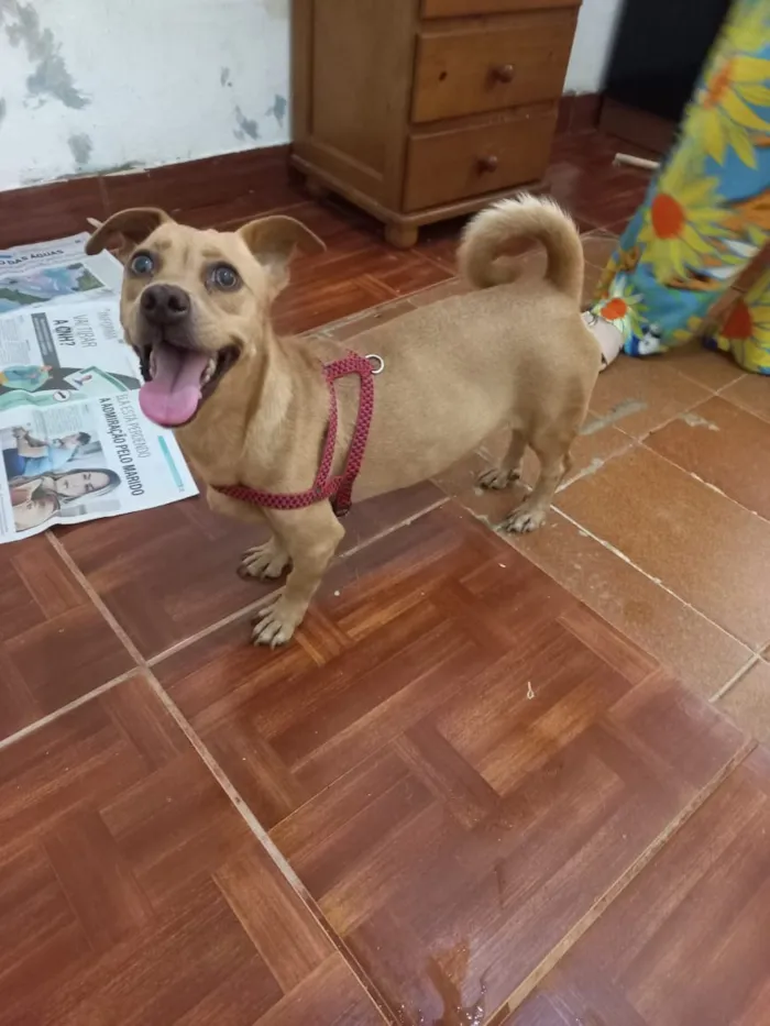 Cachorro raça SRD-ViraLata idade 1 ano nome Mel 
