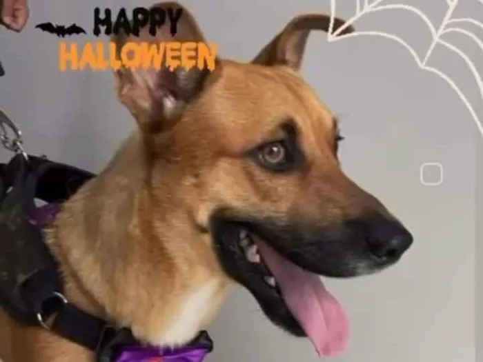 Cachorro raça SRD-ViraLata idade 2 a 6 meses nome Roberto