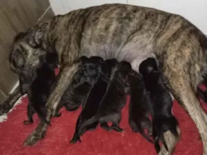 Cachorro raça SRD-ViraLata idade Abaixo de 2 meses nome Daniela 