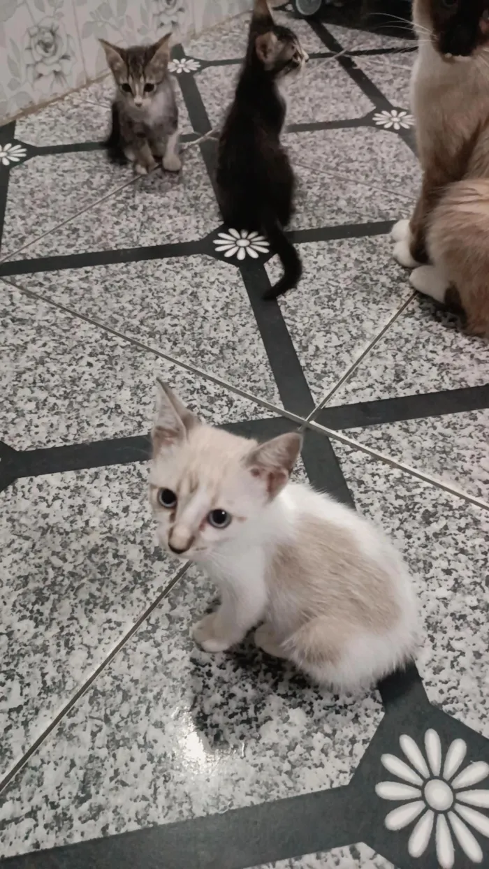 Cachorro raça SRD-ViraLata idade 2 a 6 meses nome treloso