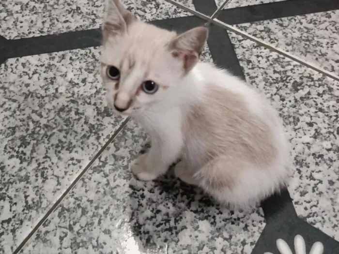 Cachorro raça SRD-ViraLata idade 2 a 6 meses nome treloso