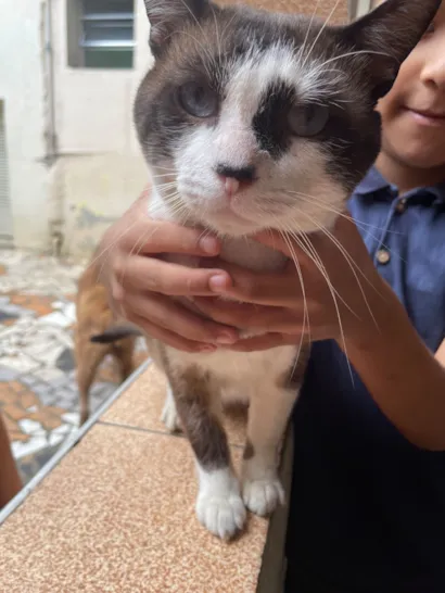 Gato raça SRD-ViraLata idade 3 anos nome Bony