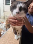 Gato raça SRD-ViraLata idade 3 anos nome Bony