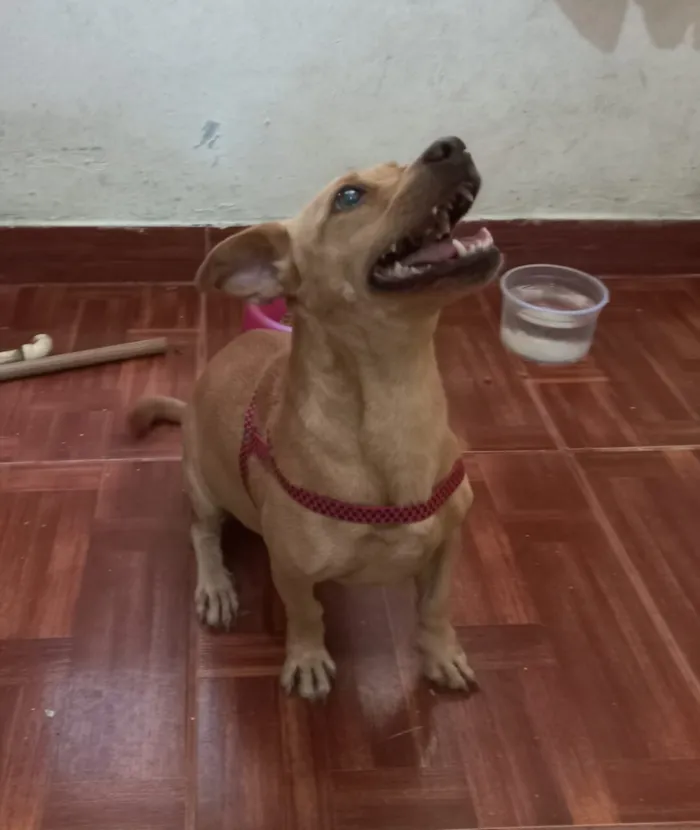 Cachorro raça SRD-ViraLata idade 1 ano nome Mel 