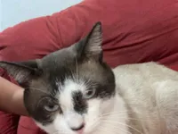 Gato raça SRD-ViraLata idade 3 anos nome Bony
