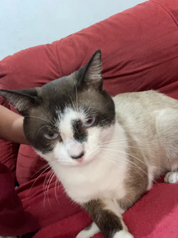 Gato raça SRD-ViraLata idade 3 anos nome Bony