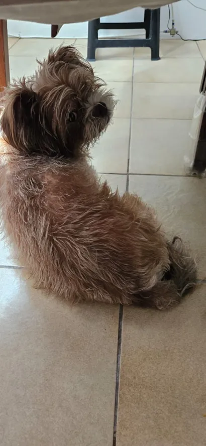 Cachorro raça SRD-ViraLata idade 6 ou mais anos nome Middle 
