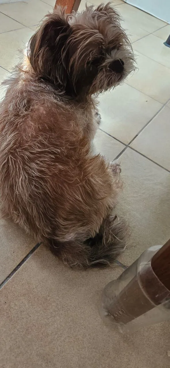 Cachorro raça SRD-ViraLata idade 6 ou mais anos nome Middle 