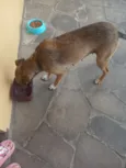Cachorro raça SRD-ViraLata idade 1 ano nome Mel