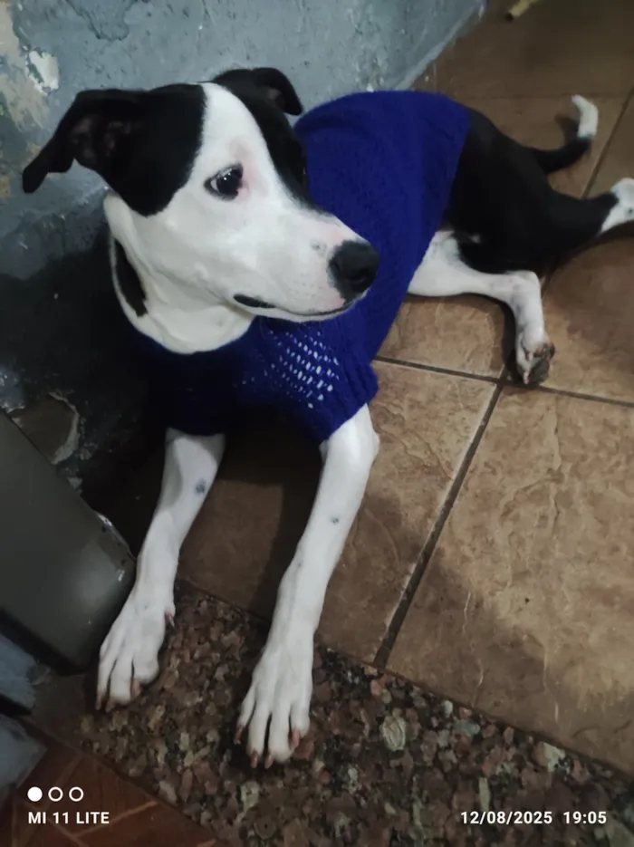 Cachorro raça SRD-ViraLata idade 2 anos nome Luke