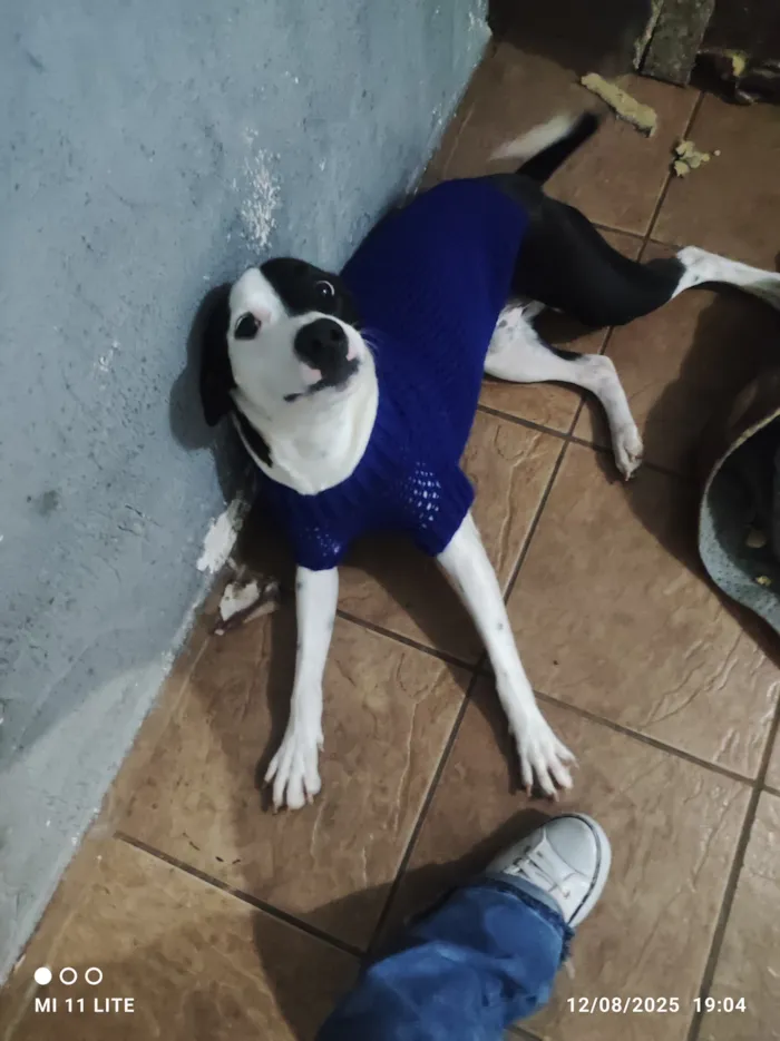 Cachorro raça SRD-ViraLata idade 2 anos nome Luke