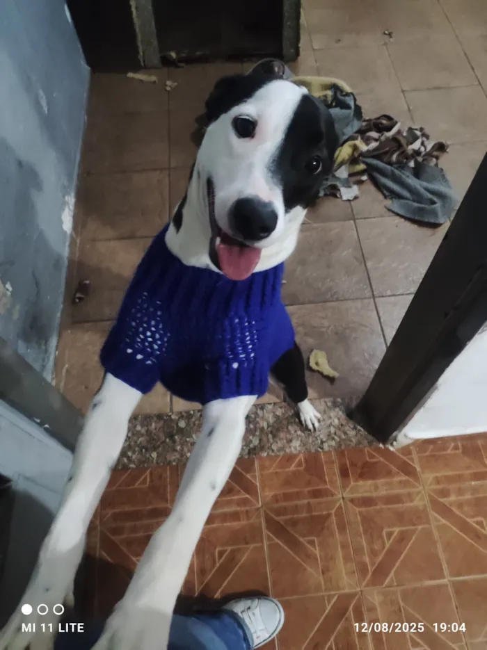 Cachorro raça SRD-ViraLata idade 2 anos nome Luke