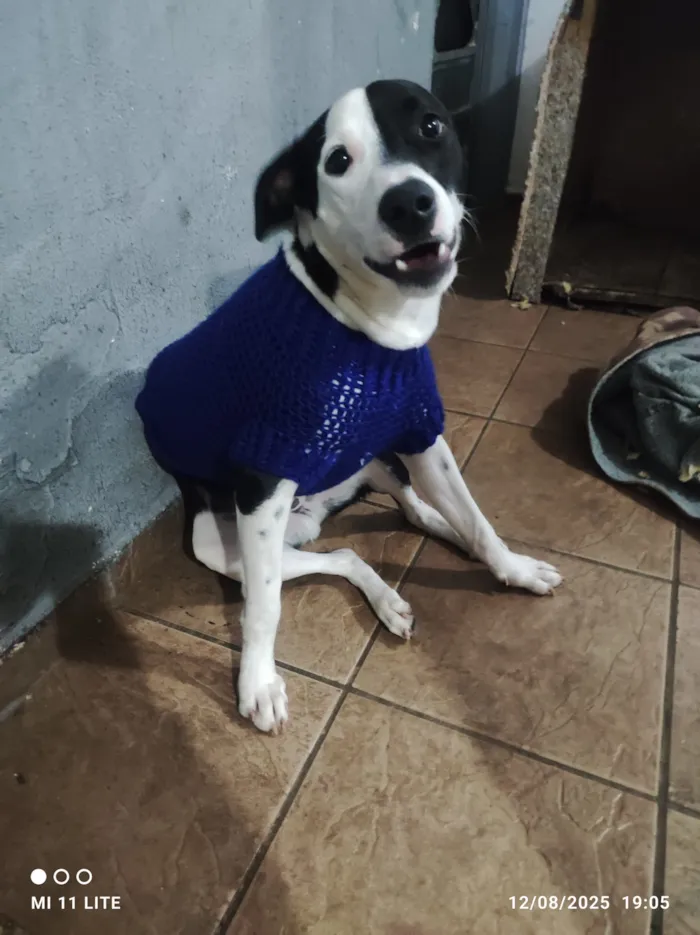 Cachorro raça SRD-ViraLata idade 2 anos nome Luke