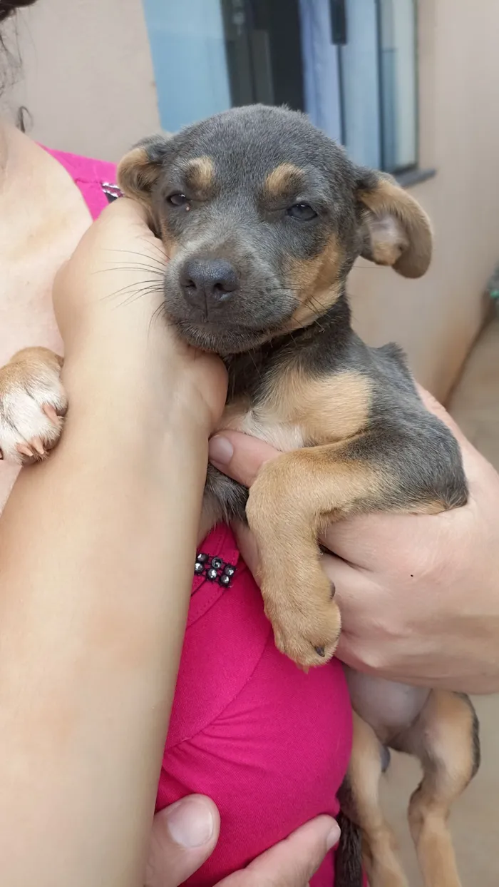 Cachorro raça SRD-ViraLata idade 2 a 6 meses nome cinza 