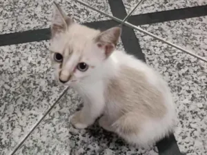 Cachorro raça SRD-ViraLata idade 2 a 6 meses nome treloso