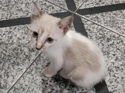 Cachorro raça SRD-ViraLata idade 2 a 6 meses nome treloso