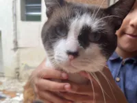 Gato raça SRD-ViraLata idade 3 anos nome Bony