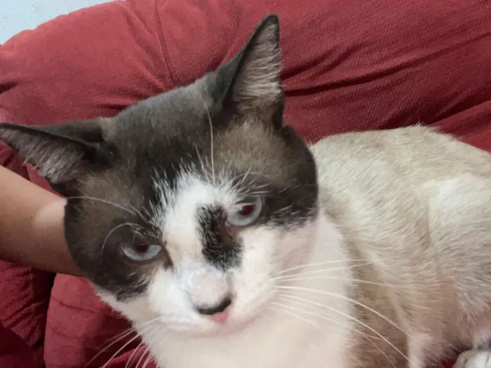 Gato raça SRD-ViraLata idade 3 anos nome Bony