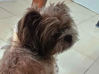 Cachorro raça SRD-ViraLata idade 6 ou mais anos nome Middle 
