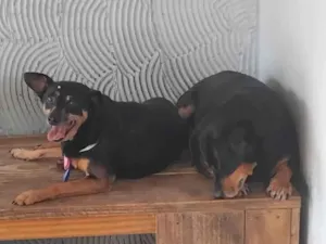 Cachorro raça SRD-ViraLata idade 6 ou mais anos nome Cindy & Pitoco 
