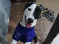 Cachorro raça SRD-ViraLata idade 2 anos nome Luke