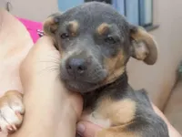Cachorro raça SRD-ViraLata idade 2 a 6 meses nome cinza 