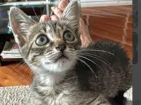 Gato raça SRD-ViraLata idade 2 a 6 meses nome Olivia 