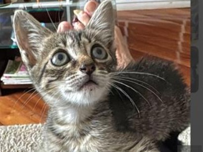 Gato raça SRD-ViraLata idade 2 a 6 meses nome Olivia 