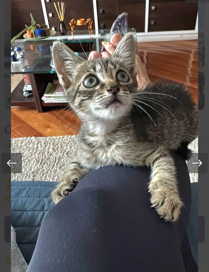 Gato raça SRD-ViraLata idade 2 a 6 meses nome Olivia 