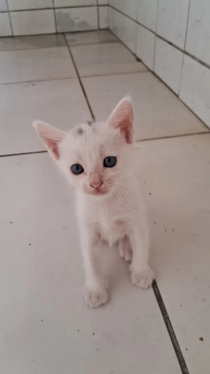 Gato raça SRD-ViraLata idade Abaixo de 2 meses nome Dois gatos brancos para adoção 