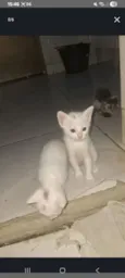 Dois gatos brancos para adoção 