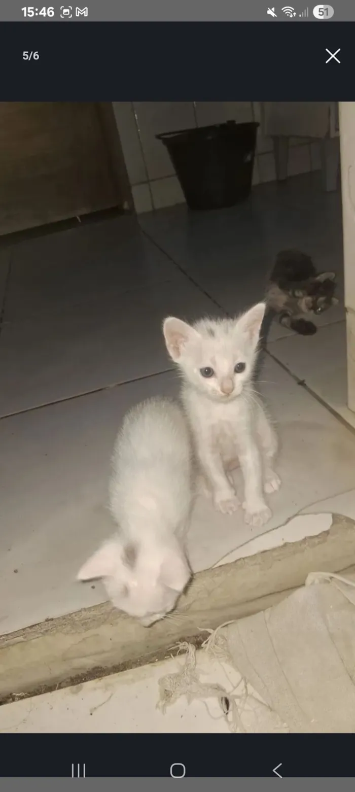 Gato raça SRD-ViraLata idade Abaixo de 2 meses nome Dois gatos brancos para adoção 