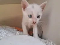 Gato raça SRD-ViraLata idade Abaixo de 2 meses nome Dois gatos brancos para adoção 