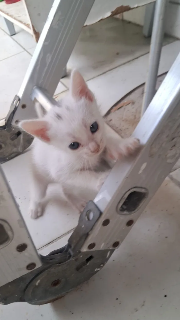 Dois gatos brancos para adoção 