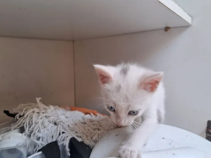 Gato raça SRD-ViraLata idade Abaixo de 2 meses nome Dois gatos brancos para adoção 