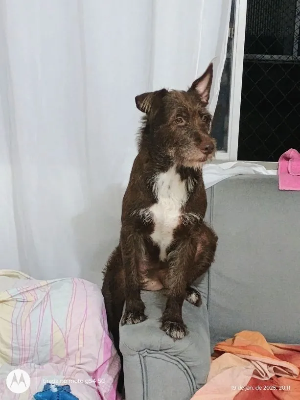 Cachorro raça SRD-ViraLata idade 5 anos nome ESMERALDA