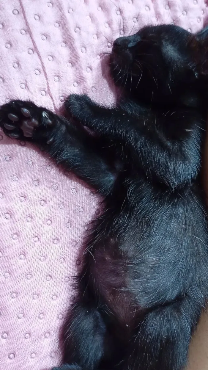 Gato raça SRD-ViraLata idade Abaixo de 2 meses nome alice