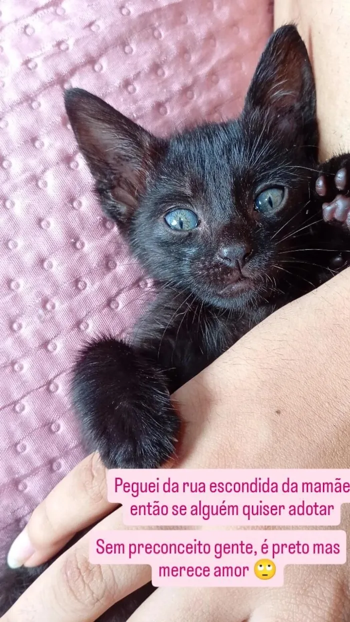 Gato raça SRD-ViraLata idade Abaixo de 2 meses nome alice