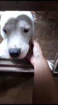 Cachorro raça Pit-Bull idade 3 anos nome Zeus 
