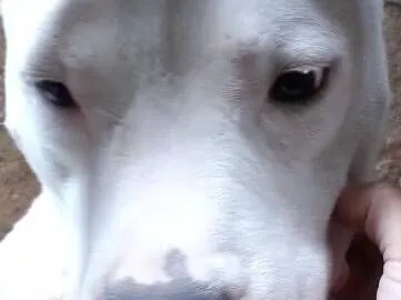 Cachorro raça Pit-Bull idade 3 anos nome Zeus 