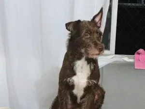 Cachorro raça SRD-ViraLata idade 5 anos nome ESMERALDA